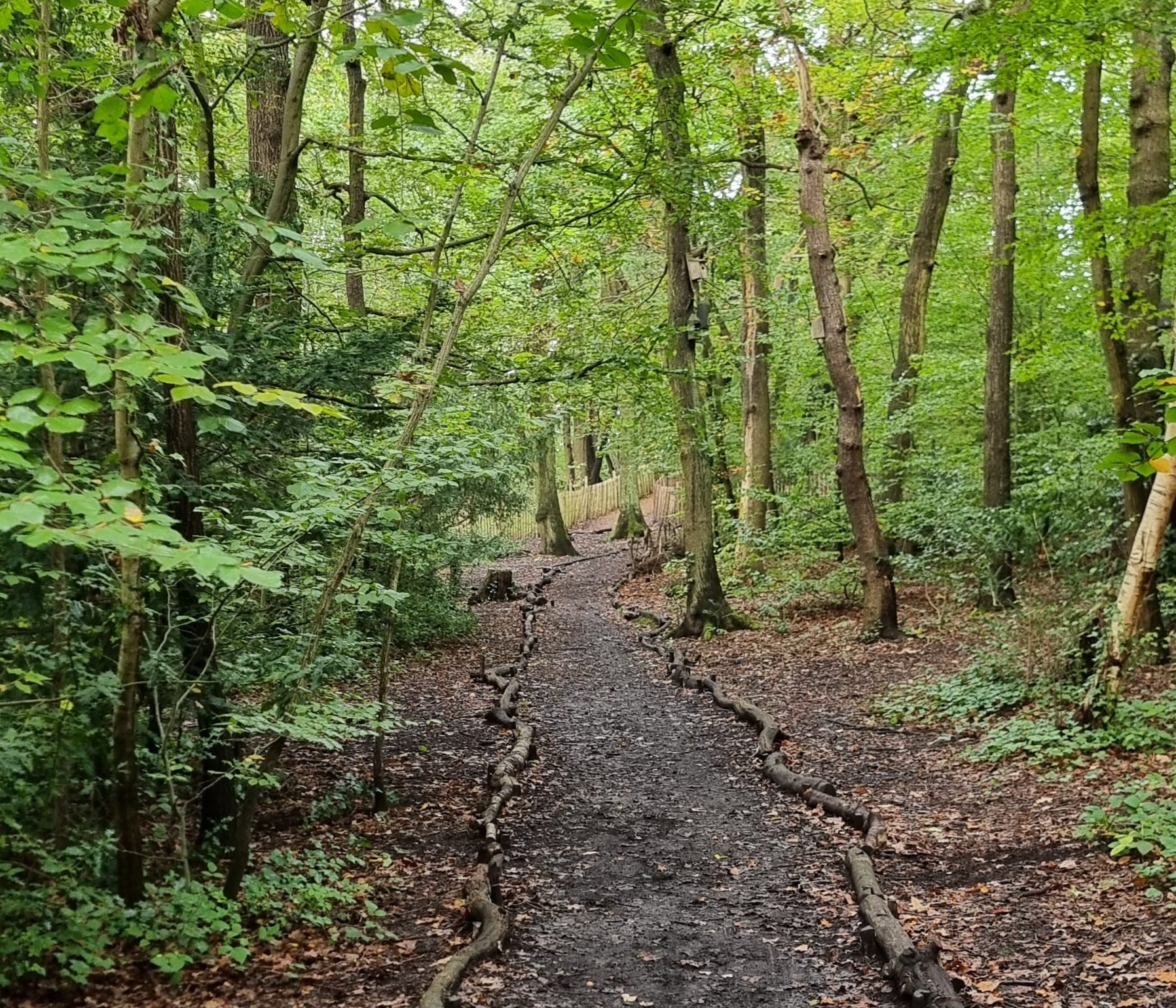 Forest Hill Wellbeing